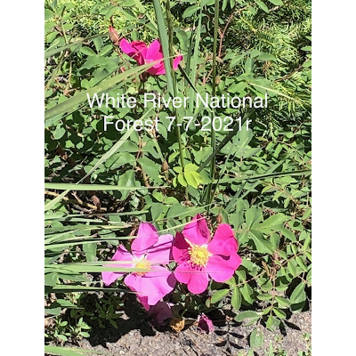 The effects of forest bathing on anxiety in adults: An integrative review icon