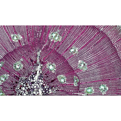 Berkshire Community College  Bioscience Image Library’s albums | Flickr icon