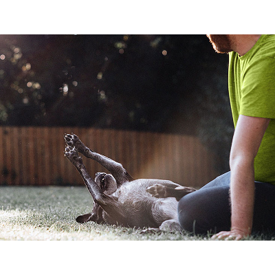 Monkeypox can spread from humans to pets: What to know