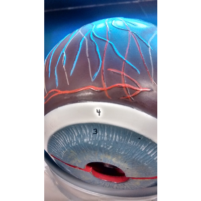 Anatomy and Physiology Laboratory Manual for Nursing and Allied Health icon