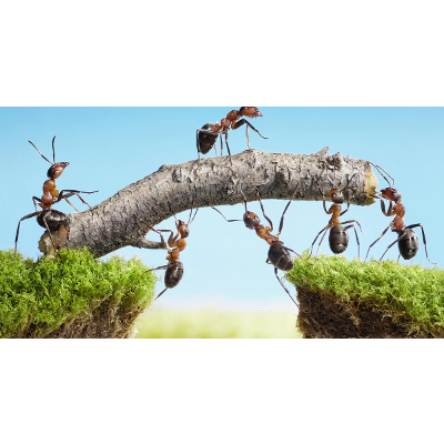 Chris Peterson at DSS Consulting: Case Study icon