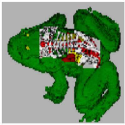 Virtual Frog Dissection | DO-IT icon