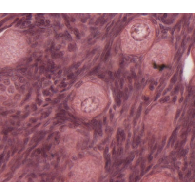 Self-Guided Virtual Histology Lab icon