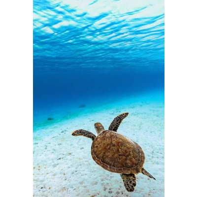 Content for Florida Elementary Science Teachers (K-6) – Simple Book Publishing icon