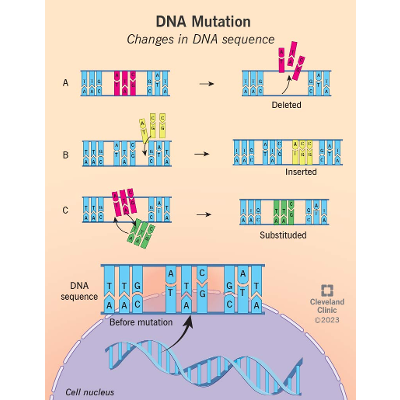 What is a Genetic Mutation? Definition &amp; Types icon