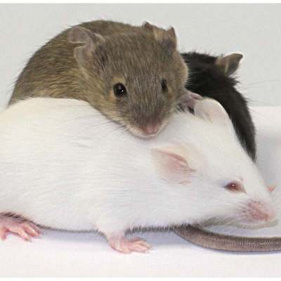 How Do Some Cells Affect Mouse Color? icon