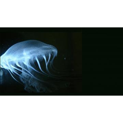 Marine and Estuarine Ecology icon