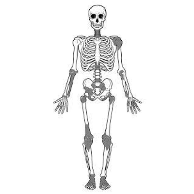 Label the Skeleton Quiz
