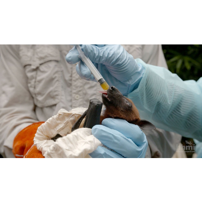Virus Hunter: Monitoring Nipah Virus in Bat Populations | HHMI BioInteractive Video icon