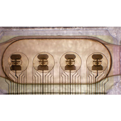 16 lab-grown brains run world’s first ‘living computer’ in Switzerland