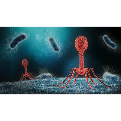 Phage Therapy: Past, Present and Future | ASM.org icon