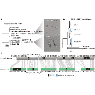 Ancient microbes offer clues to how complex life evolved icon