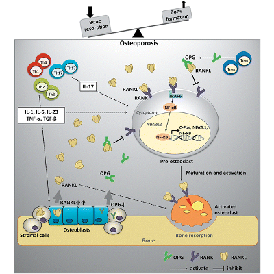 Osteoporosis: the current status of mesenchymal stem cell-based therapy - Cellular &amp; Molecular Biology Letters icon