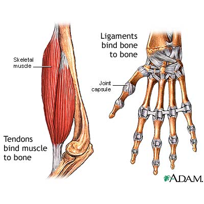 Tendons and Ligaments: Connecting Developmental Biology to Musculoskeletal Disease Pathogenesis icon