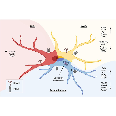 Frontiers | Microglia in Neuroinflammation and Neurodegeneration: From Understanding to Therapy icon