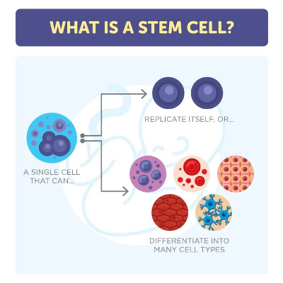 What Is A Stem Cell? icon