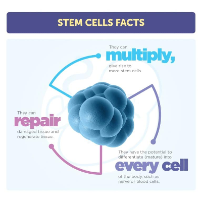 Stem Cell Facts