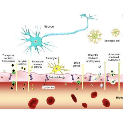 Nanomaterial-Based Blood-Brain-Barrier (BBB) Crossing Strategies icon