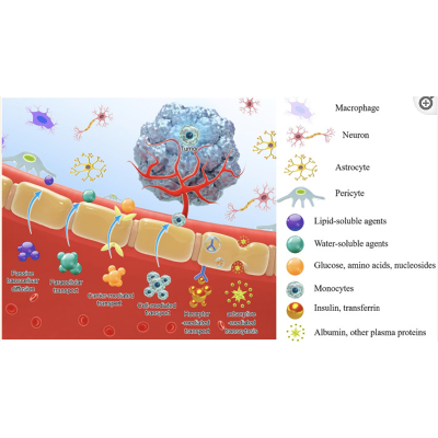 Nanotherapeutics Overcoming the Blood-Brain Barrier for Glioblastoma Treatment icon