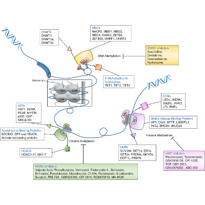 Targeting epigenetic regulators for cancer therapy: mechanisms and advances in clinical trials - Signal Transduction and Targeted Therapy icon