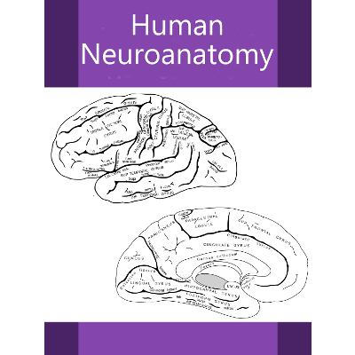 Human Neuroanatomy icon