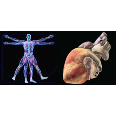 BIO 161 / 162: Anatomy & Physiology icon
