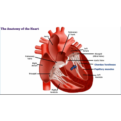 The Anatomy of the Heart icon