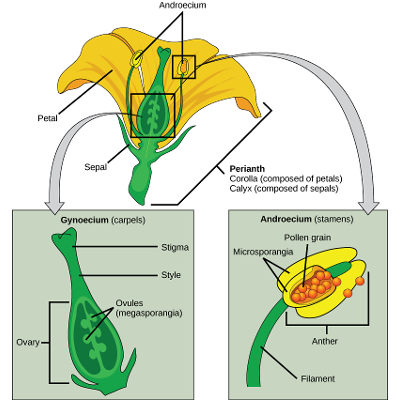 Plant Flower Anatomy