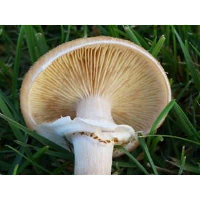 Mushroom identifier - Mushroom World icon