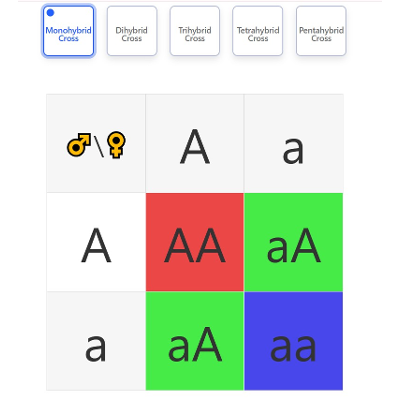 Punnett Square Generator/Maker icon