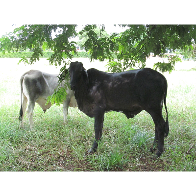 PROYECTOS  ECOLOGICOS icon