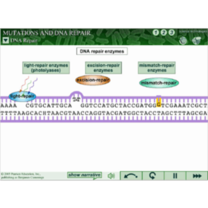 Mutations and DNA Repair icon