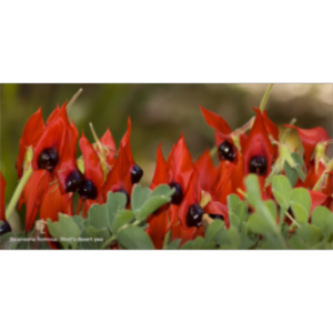 Australian Plants, Botany, and Horticulture. icon