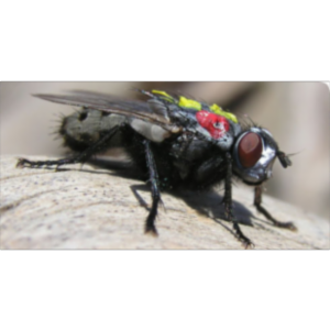 Wohlfahrt's Wound Myiasis Fly icon