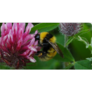Great Yellow Bumblebee icon