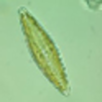 Diatom Specimens icon