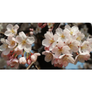 Japanese Flowering Cherry Tree icon