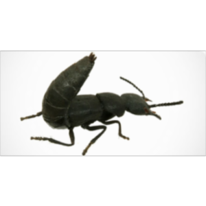 Devil's Coach Horse Beetle icon