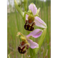Bee Orchids and Insect Mimicry icon
