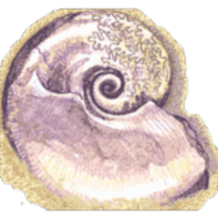 Getting Into the Fossil Record