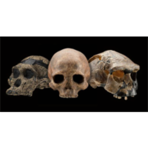 Mystery Skull Interactive icon