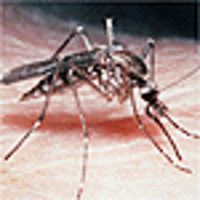 Malaria icon