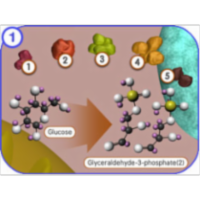 Glycolysis-An Overview icon