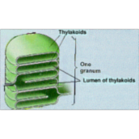 Photosynthesis (noncyclic and cyclic photophosphorylation)