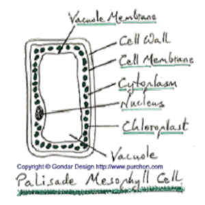 Gondar Design Biology