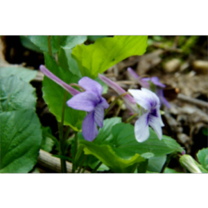 The American Violet Society