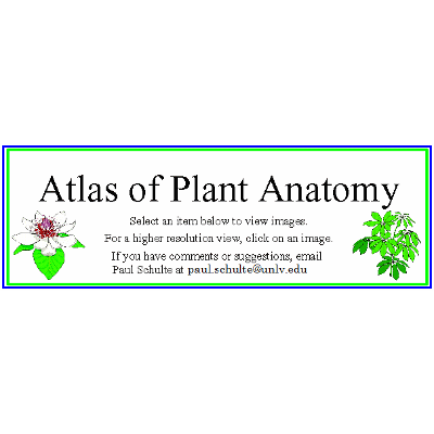Atlas of Plant Anatomy icon