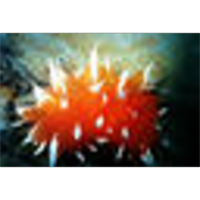 The Marine Life Index icon