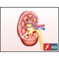 The Mammalian Kidney icon