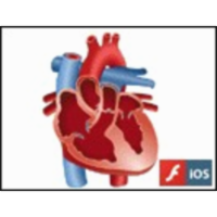 Blood Flow through the Human Heart icon